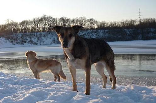 Zwei Hunde stehen in einer verschneiten Winterlandschaft. Eine Mischlingshündin sieht direkt in die Kamera.