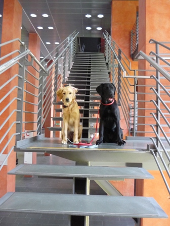 Zwei Junghunde sitzen im Deutzer Stadthaus auf einem Absatz von einem der vielen Treppenaufgänge, bei denen die Hunde durch die Stufen durchsehen können.