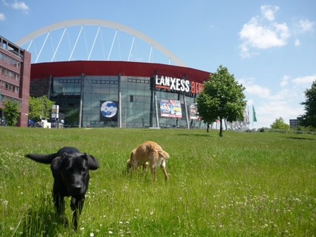 Zwei Junghunde genießen den Freilauf auf einer Grünfläche nahe der Lanxess-Arena in Köln