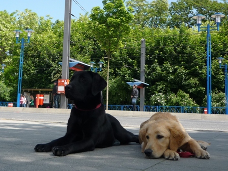 Zwei Junghunde liegen im Schatten eines Baumes an einer Straßenbahnhaltestelle.