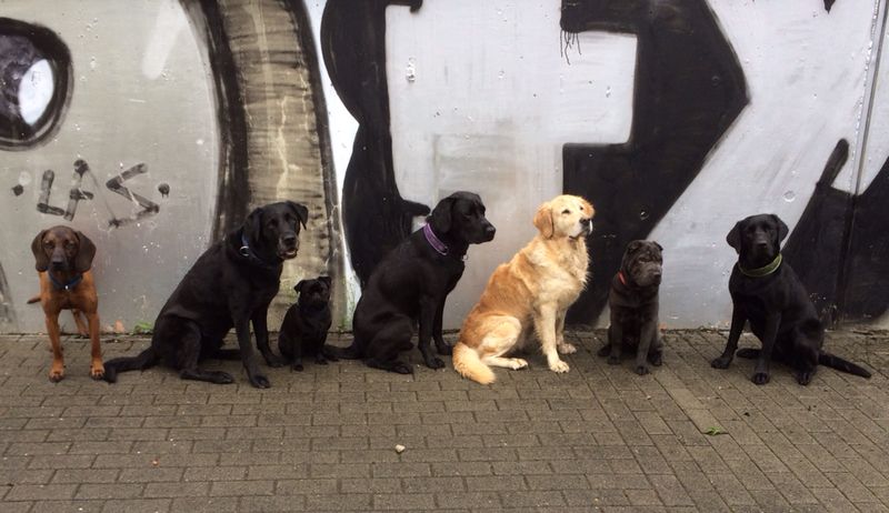 Auf diesem Bild sitzen die Hunde der Kölner Hundeschule und der Stader Hundeschule alle gemeinsam in einer Reihe