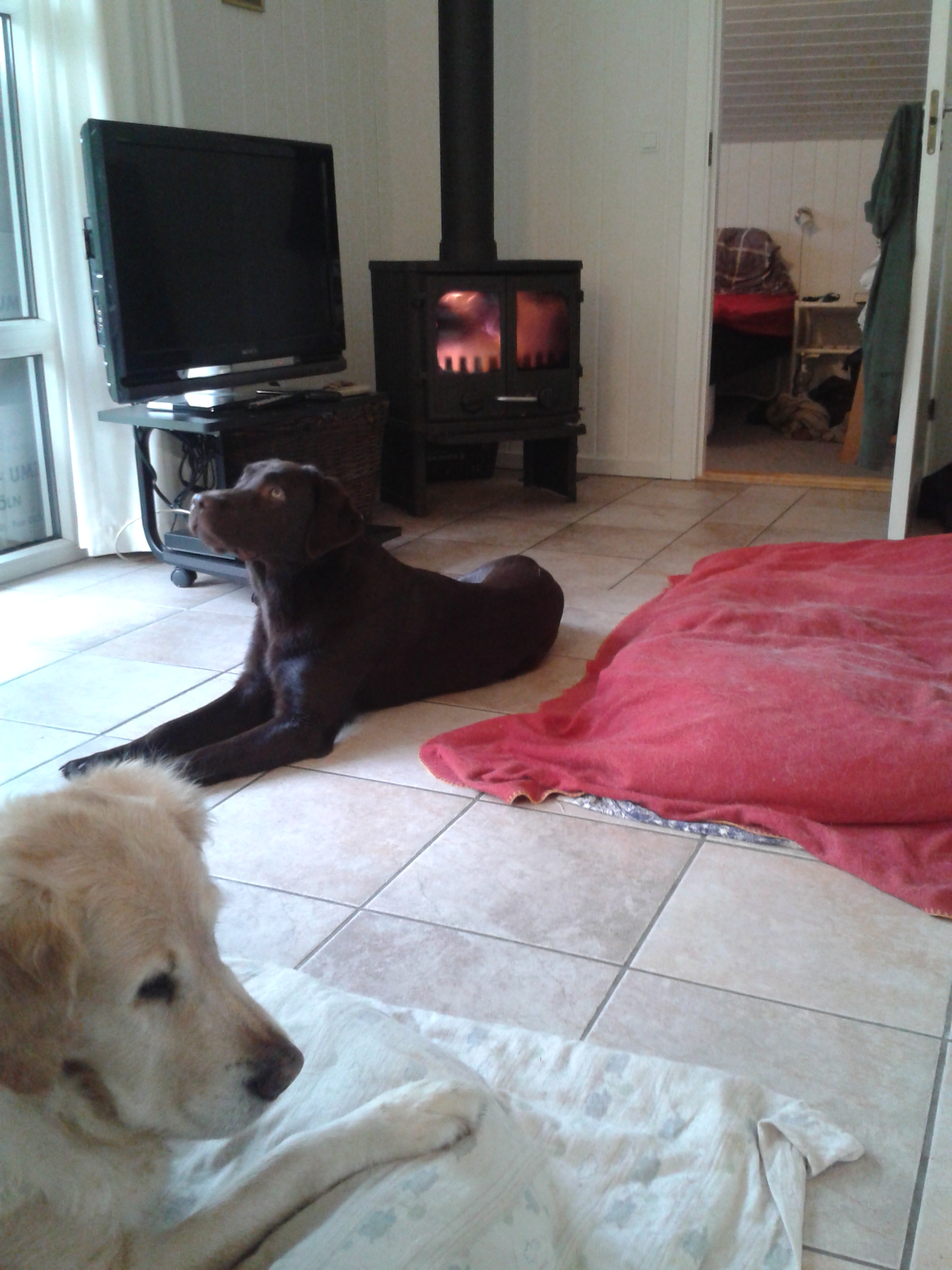 Auf diesem Bild genießen die Hunde das Luegen am warmen Kamin in dem ferienhaus in Dänemark.