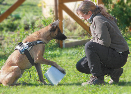 Ein Malinois-Rüde zeigt sich eifrig beim Klicker-Training